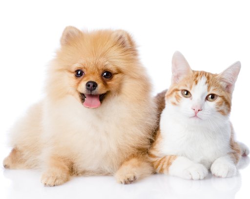 Cat and Dog Laying down Together